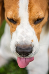 Beagle dog on grass in sun with tongue out closeup.