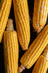 Ripe corn cobs on a black wood background. Top view. Copy space