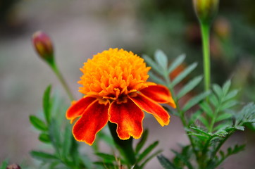 orange flower in the garden