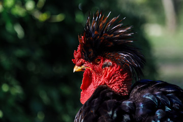 Profile close-up of strange rooster with plume on the head in a garden