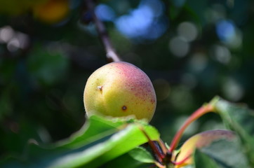 pears on tree