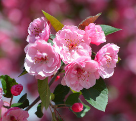 The apple tree blooming is a deciduous tree in the rose family best known for its sweet, pomaceous...