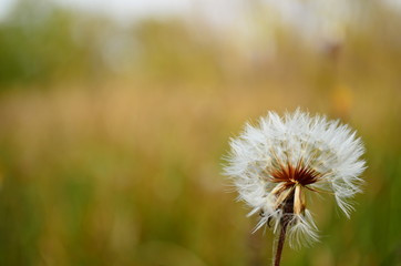 dandelion in grass