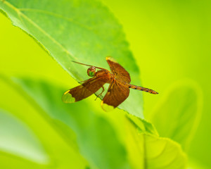 Dragonfly sitting on a Leaf with green blurry background.