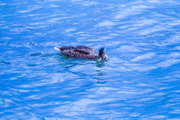 Fototapeta premium Wild duck resting quietly in the lake, Quebec