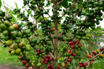  coffee tree in Quindío Colombia