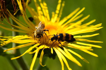 bee on flower