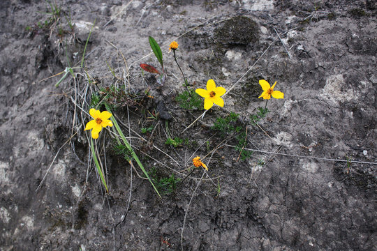Bright yellow flowers with a few moss like leaves on a dry dark clayish ground