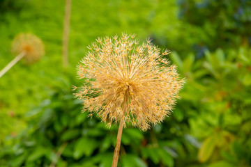 Grüne Pflanzenwelt in schöner Natur