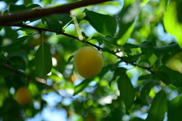 oranges on tree