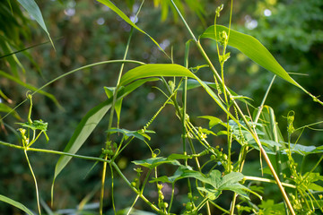 Grüne Pflanzenwelt in schöner Natur