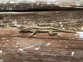 A sand brown coloured lizard lying still on a wooden stalk