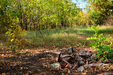 autumn leaves in the forest