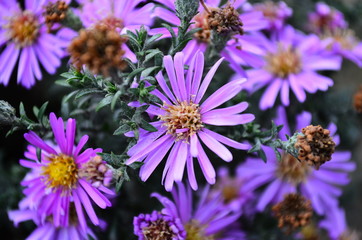 Obraz premium flowers in the garden