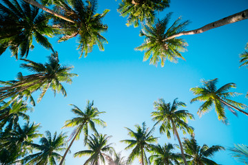 A forest of palm trees on a sunny day.
