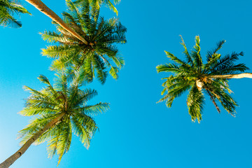 A forest of palm trees on a sunny day © kbarzycki