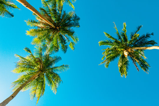 A forest of palm trees on a sunny day