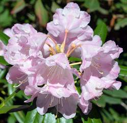 Rhododendron flower is a genus of 1,024 species of woody plants in the heath family (Ericaceae),...