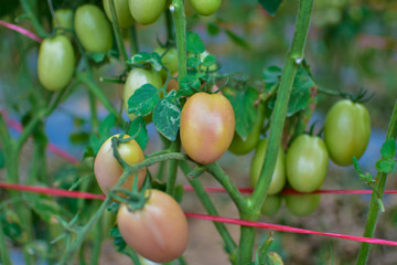 Green and red tomatoes, tomatoes from Thailand country