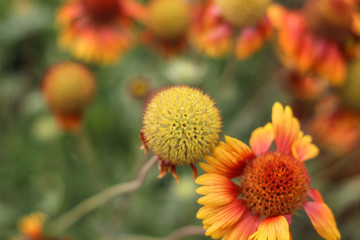 Yellow-orange flowers on a flower bed in the Park