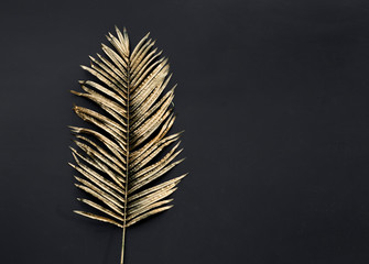 golden tropical palm leaves isolated on black background