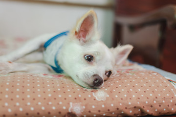 Chihuahua sleep on bed