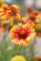 Yellow-orange flowers on a flower bed in the Park