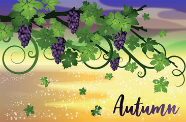 Autumn invitation wallpaper with grapes, vector illustration