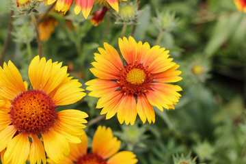 Yellow-orange flowers on a flower bed in the Park