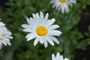 daisy in the grass