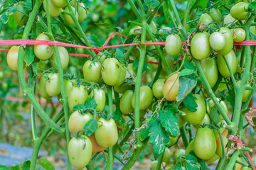 Green and red tomatoes, tomatoes from Thailand country