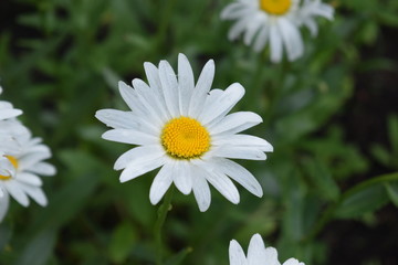 Fototapeta premium daisy in the grass