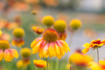 Yellow-orange flowers on a flower bed in the Park