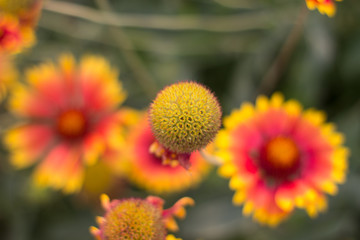 Yellow-orange flowers on a flower bed in the Park
