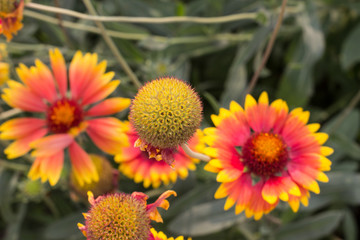 YellowYellow-orange flowers on a flower bed in the Park-orange flowers on a flower bed in the Park