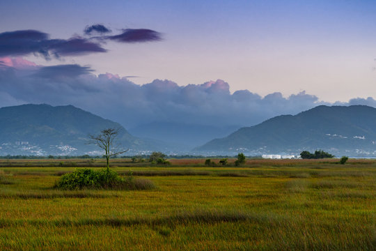 Picturesque field with a single tree in Trinidad and Tobago at sunrise with the Northern Range in the background.