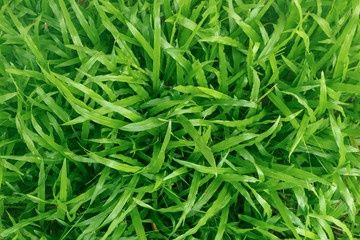 grass background texture on lawn