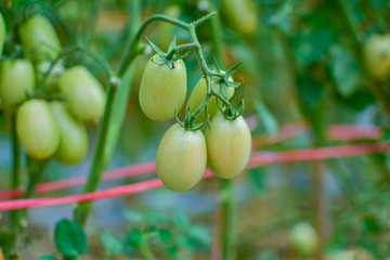 Green and red tomatoes, tomatoes from Thailand country