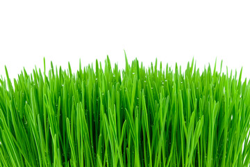 Fototapeta na wymiar grass background with dew
