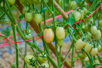 Green and red tomatoes, tomatoes from Thailand country