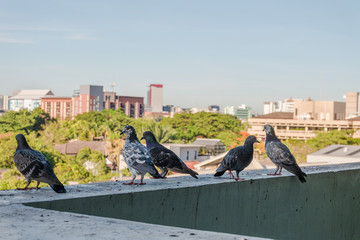 pigeons sitting on balcony building