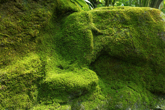green moss background attach on stone - Powered by Adobe