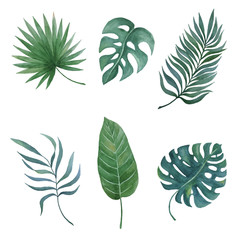 Fototapeta na wymiar watercolor hand painted palm leaves set isolated on white, tropical leaves collection for your summer design, vector illustration