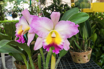 poted orchids flower in market place