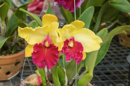 red and yellow cattleya orchid flower