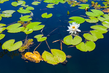 water lily white flower and green leaves floating on a lake water smooth surface beautiful spring blossom floral nature scene