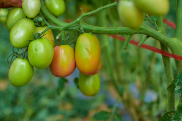 Green and red tomatoes, tomatoes from Thailand country