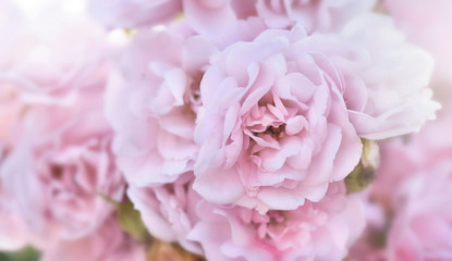 close on petals of beautiful pink roses in full frame