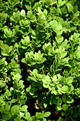 many green leaves on the branches of small bush represented as background texture pattern