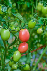 Green and red tomatoes, tomatoes from Thailand country